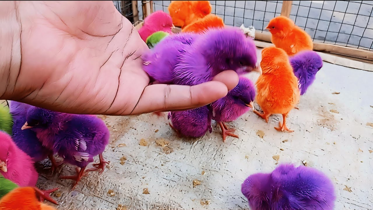 Cute Chicken Videos Untuk Anak & Keluarga | Learning Colors with Funny Chickens for Kids