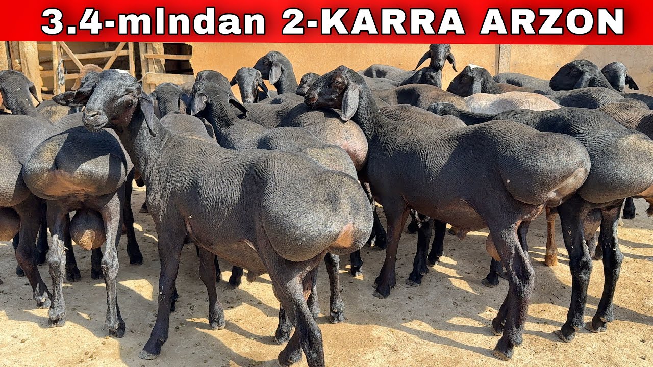 🔥 DOSTONDAN 2-KARRA ARZON! 3.4 MLNGA SHOK QO‘Y-QO‘CHQORLAR 😱 SHOSHILING!