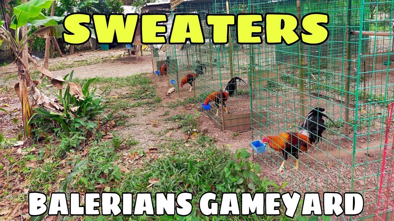 SWEATERS, sultada/hagibis || BALERIANS GAMEYARD