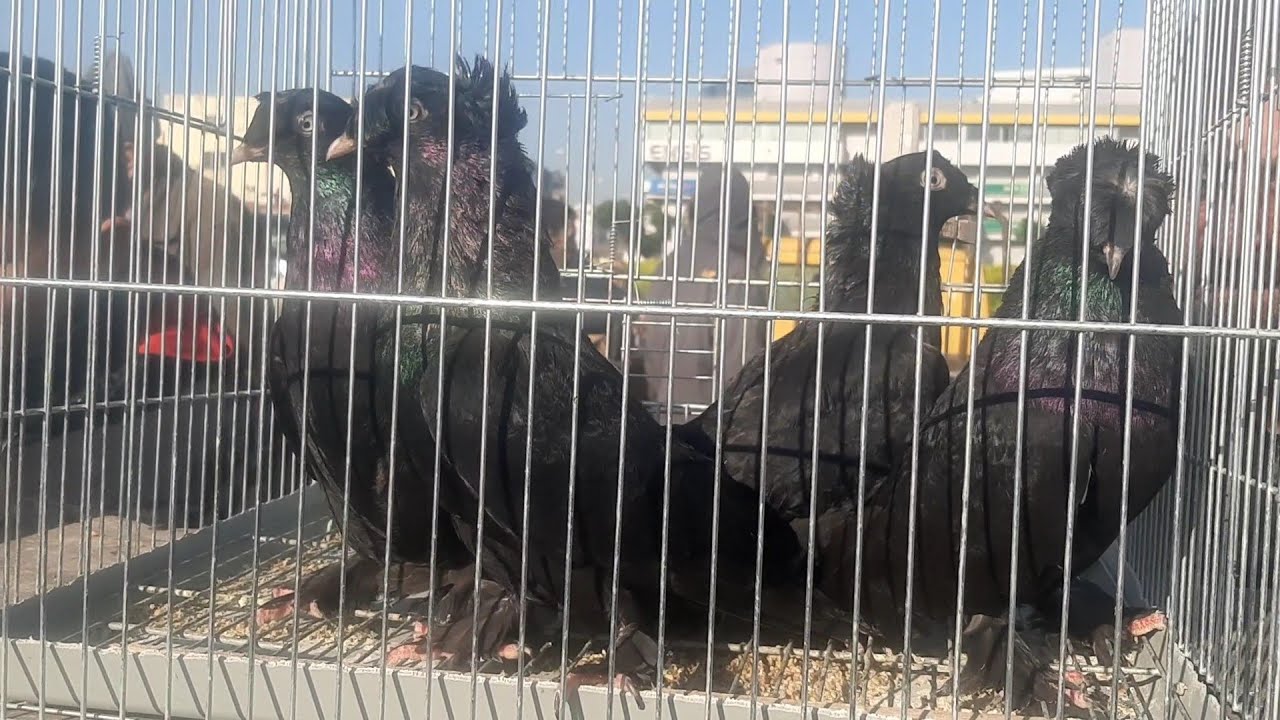 İzmir Güvercin Pazarı 3.Bölüm 10 Mart 2024