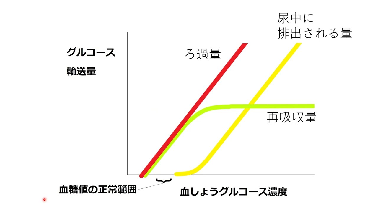 【腎臓】グルコースの輸送量に関するグラフ　高校生物基礎