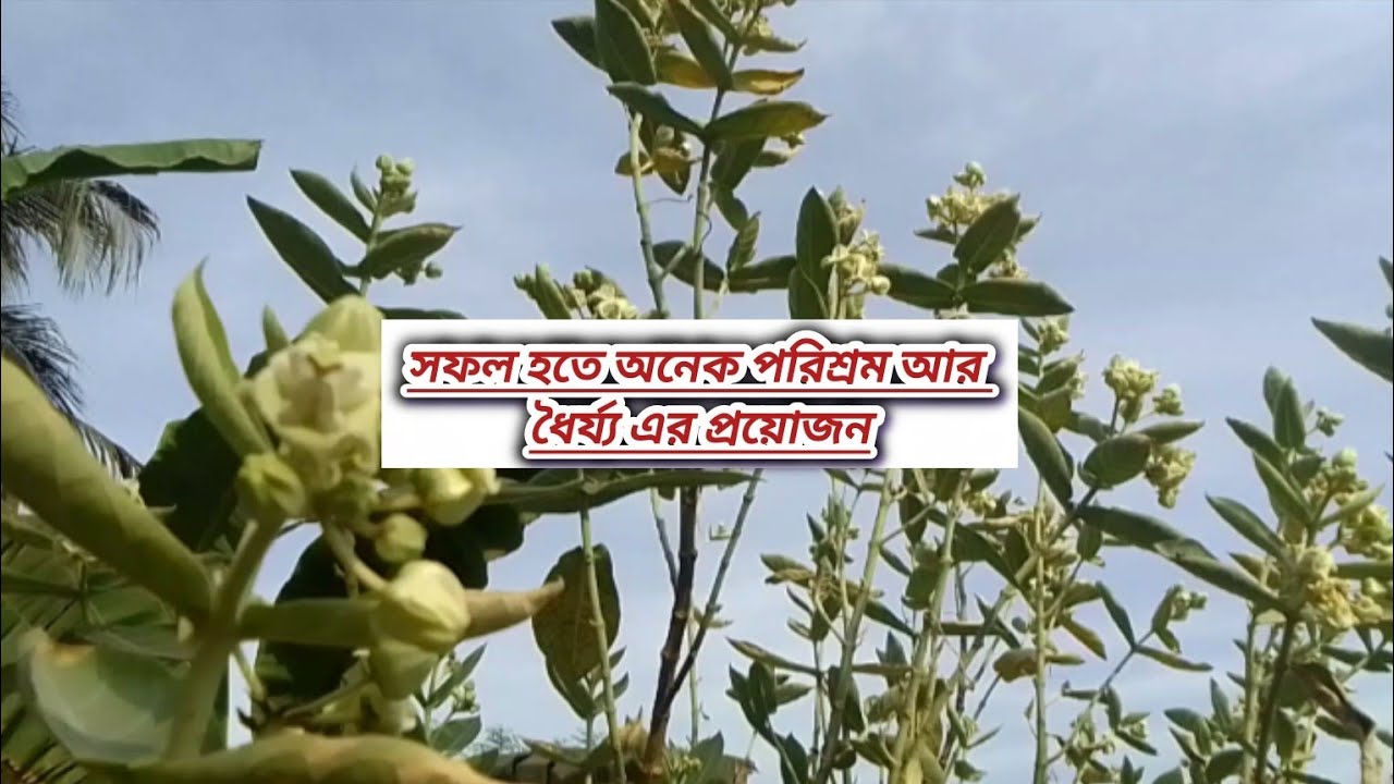 কোনো কিছু পেতে গেলে কষ্ট করতে হয় কষ্ট ছাড়া কিছুই মেলে না