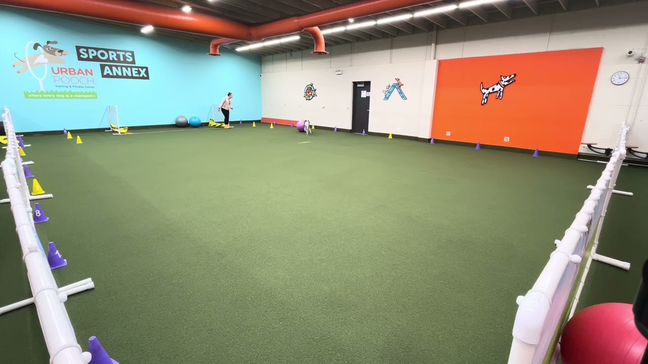 Novice Standard Run 2, Treibball Video Titling