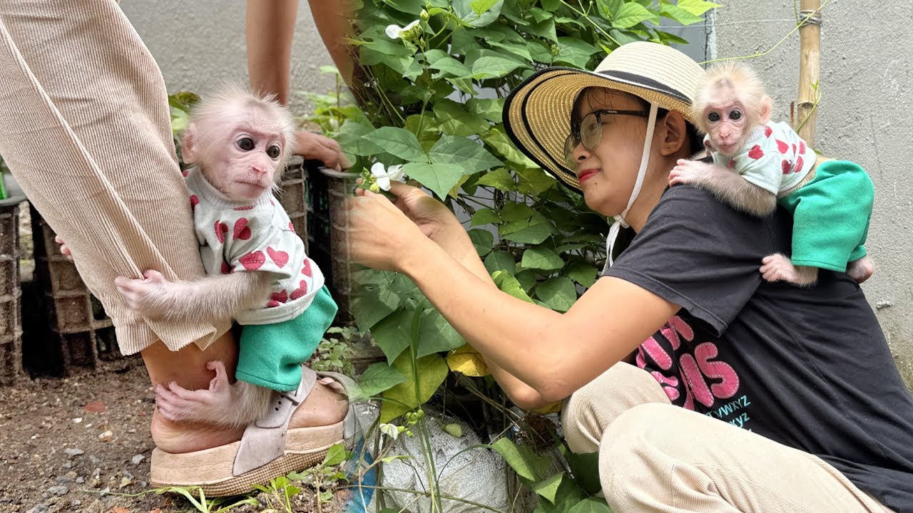 Overflowing Love: Lucky the Baby Monkey Doesn't Want to Leave His Mother While Gardening