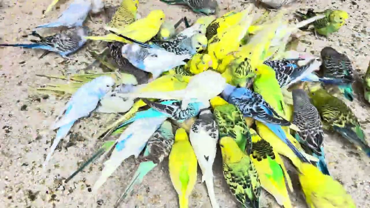“I Left My Budgie Alone for 30 Minutes… THIS Happened 😳”Parrots Aviary Farm 🐦‍🔥