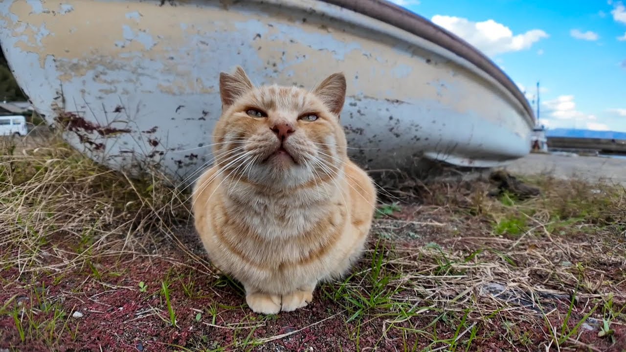 猫島の漁港にいた茶トラ猫は撫でるとゴロゴロ言いながらすり寄ってきてカワイイ