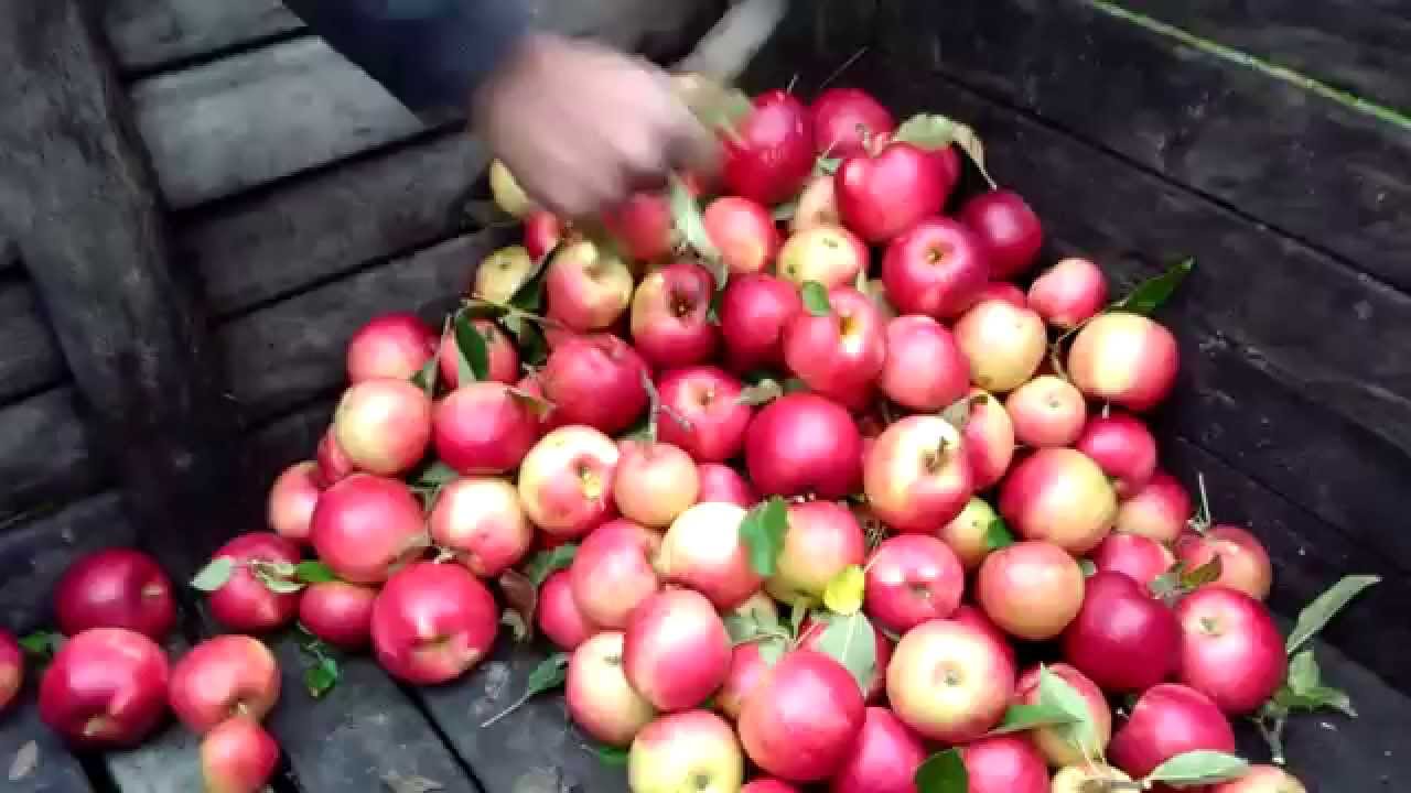 El pizcador  de manzana mas rapido del mundo.¨¨EL TORNADO¨¨