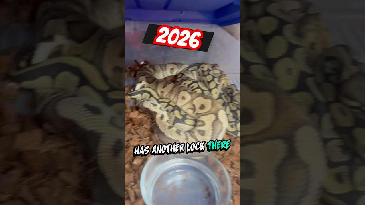 Both Breeding Pairs Locked