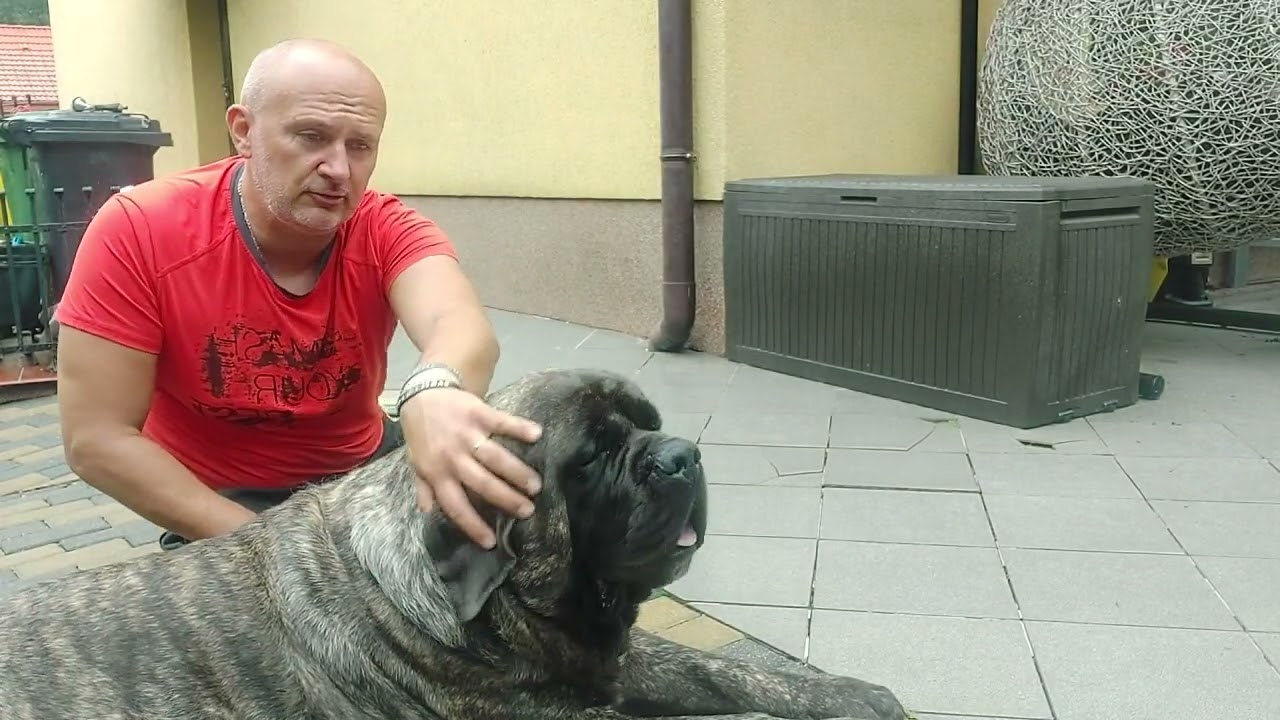 Jaki jest mastiff ? Odc.02/08.2022 