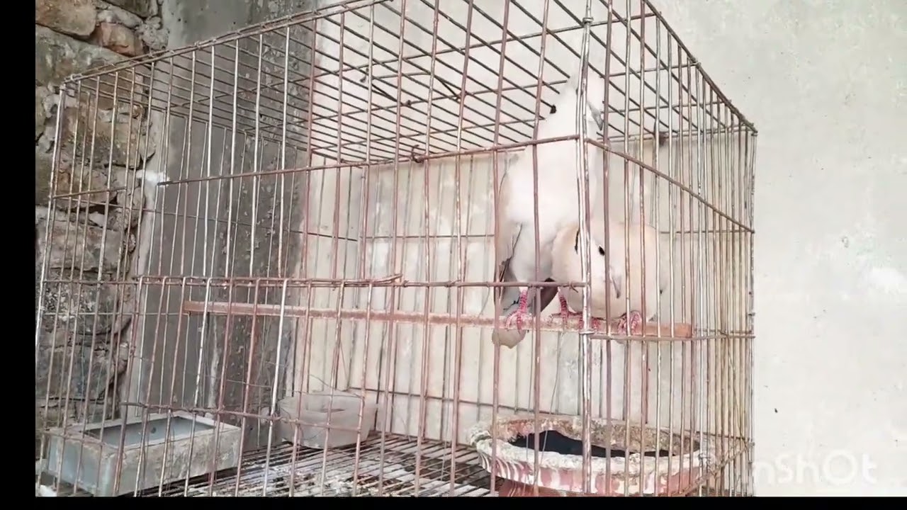 অস্ট্রেলিয়ান ঘুঘু পাখির ডাক