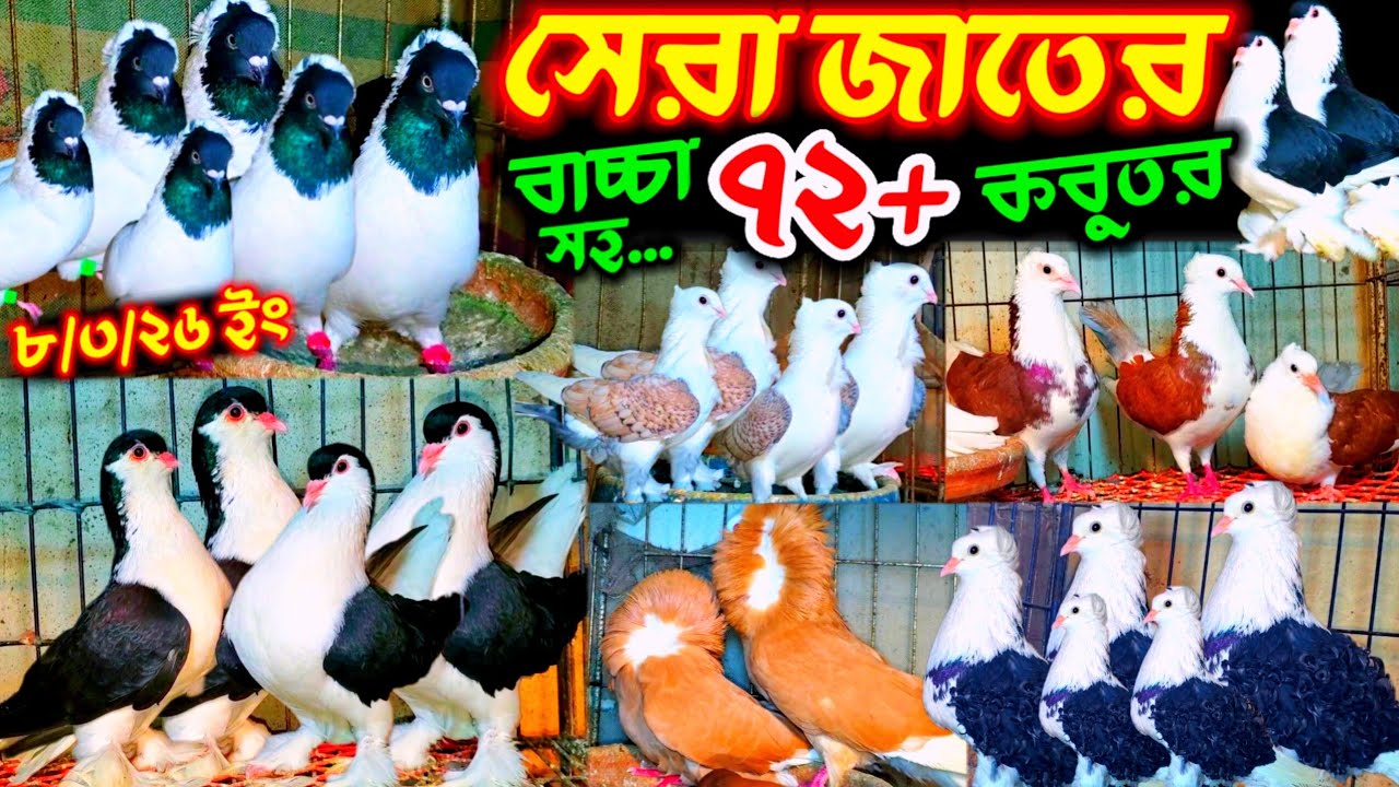 সেরা জাতের কবুতর কিনুন খামার থেকে | ৭২+ ডিম বাচ্চা সহ কবুতর | খুবিই কমদামে রেসার লাহরি নান ও বুম্বাই