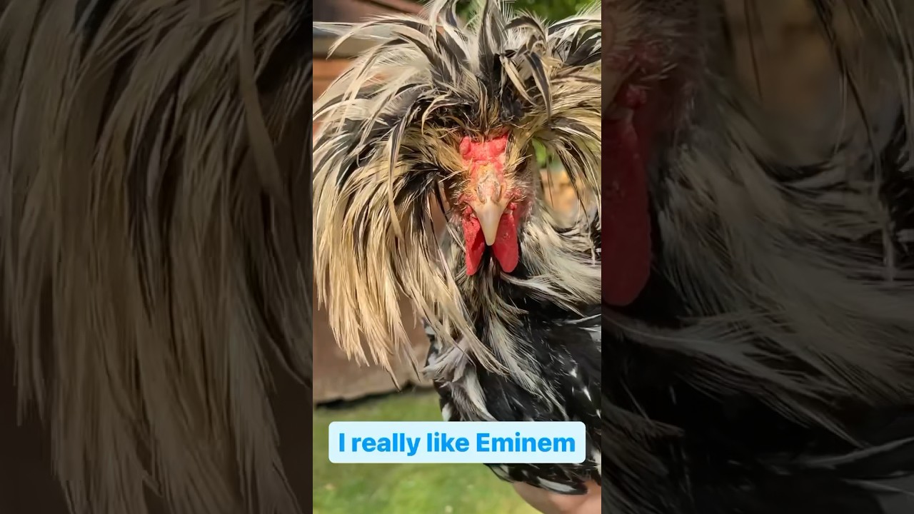 I really like Eminem&hellip;. #chickensofyoutube #eminem #skittles #punny #rapper #chickens #funny