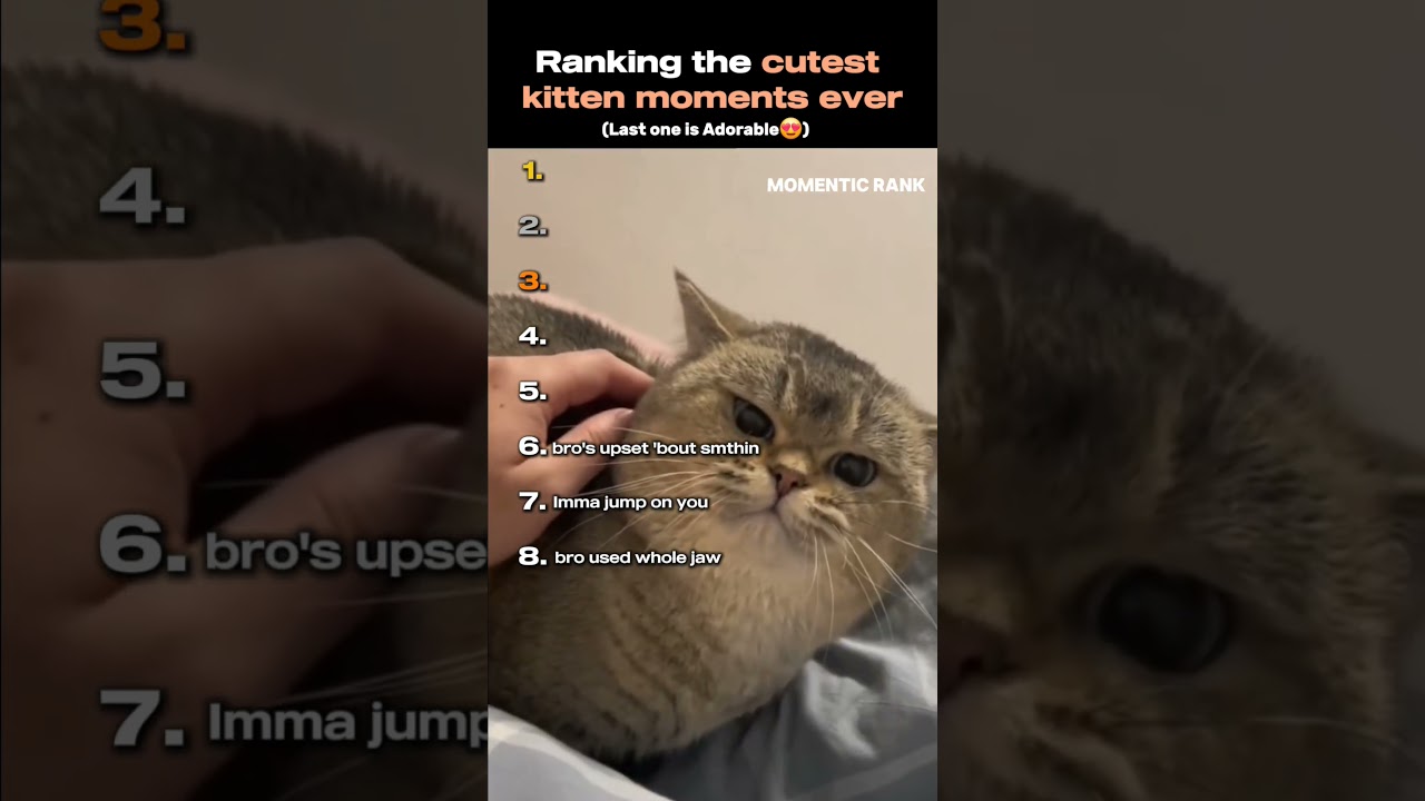 Ranking the cutest kitten moments ever