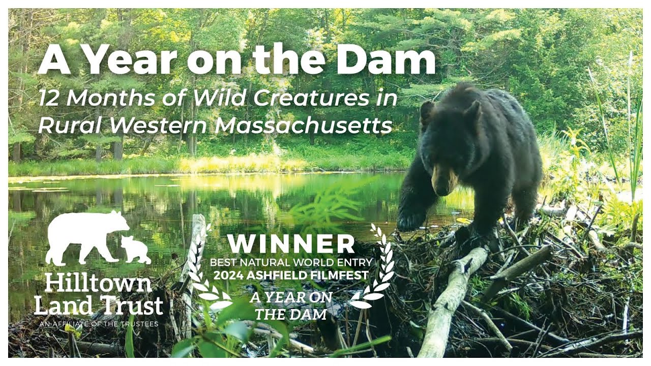 A Year on the Dam  |  2024 Ashfield FilmFest Best Natural World Entry