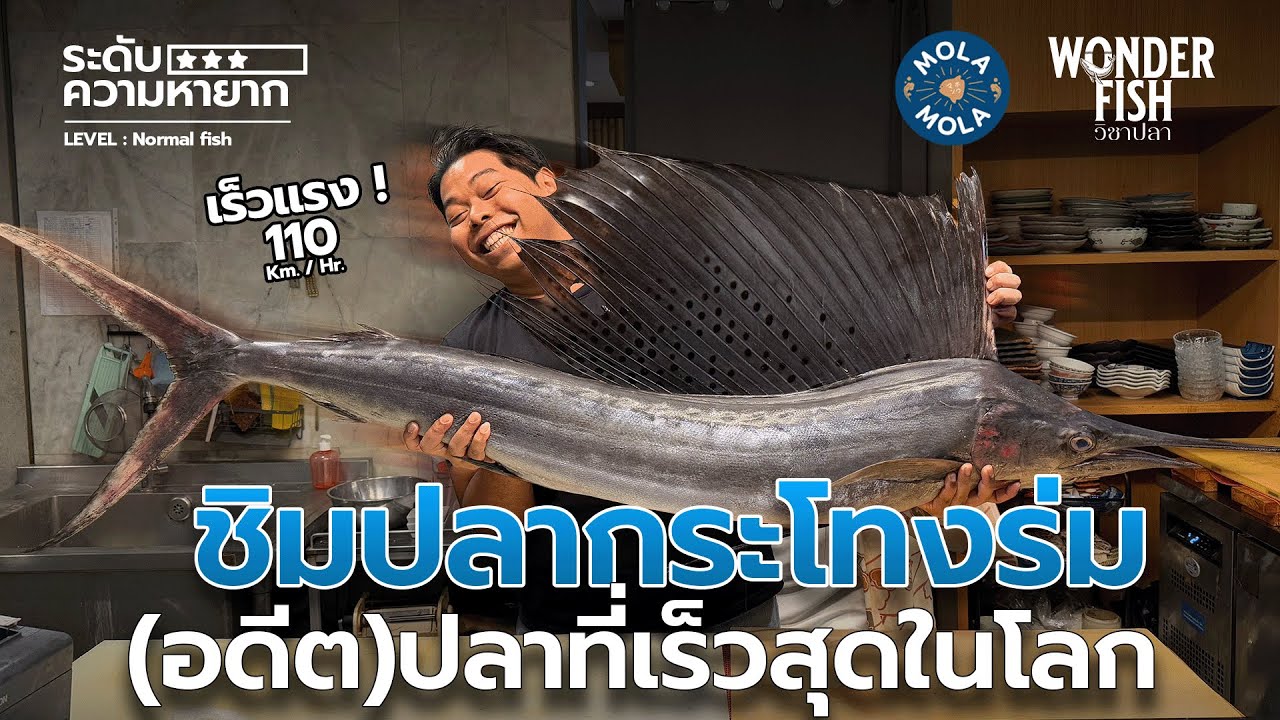 ชิมปลากระโทงร่ม (อดีต)ปลาที่ว่ายน้ำเร็วสุดในโลก #wonderfish #วิชาปลา