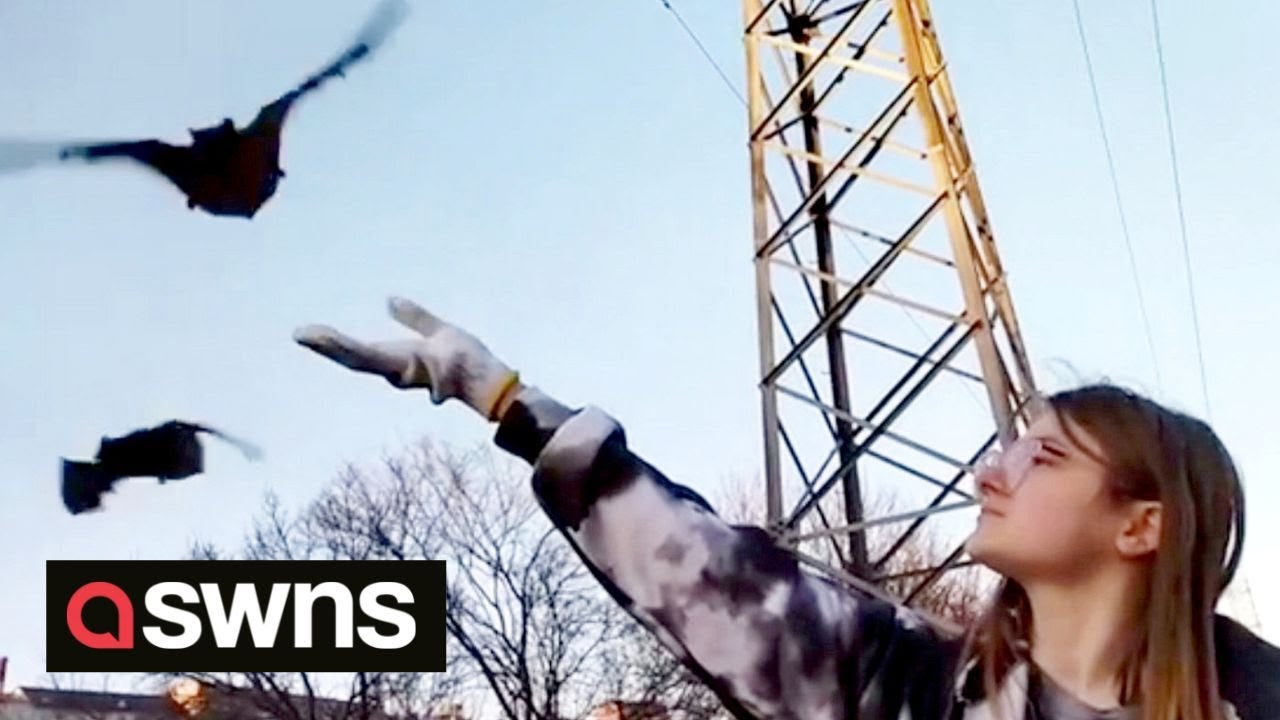 Ukrainian wildlife charity set free 93 bats they stored in refrigerators while fleeing war | SWNS
