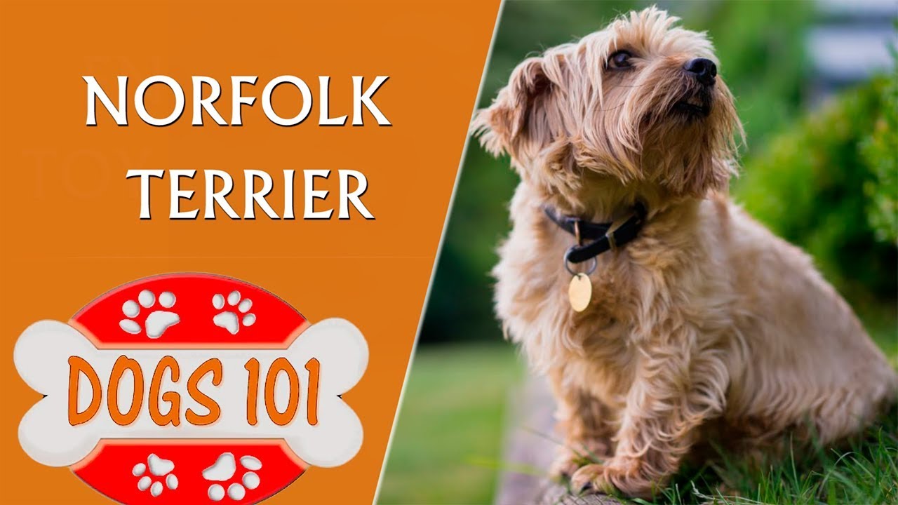 Dogs 101 - Norfolk Terrier - Top Dog Facts About the Norfolk Terrier