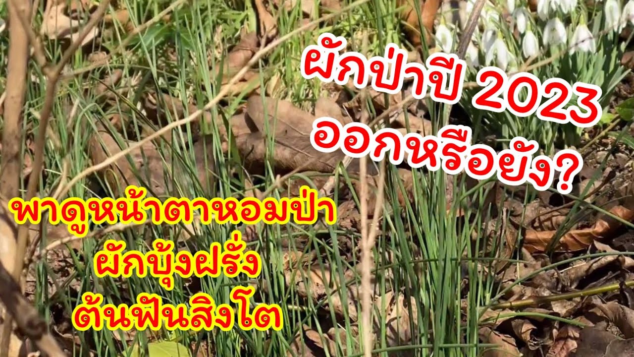 ผักป่าที่เดนมาร์กงอกหรือยัง? มีผักอะไรบ้าง?
