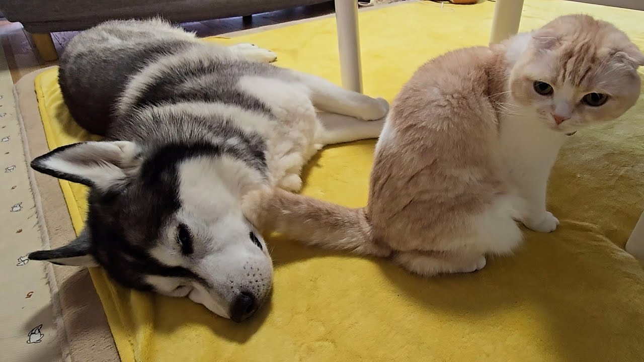 猫がハスキー犬の前で強烈な放屁した瞬間...