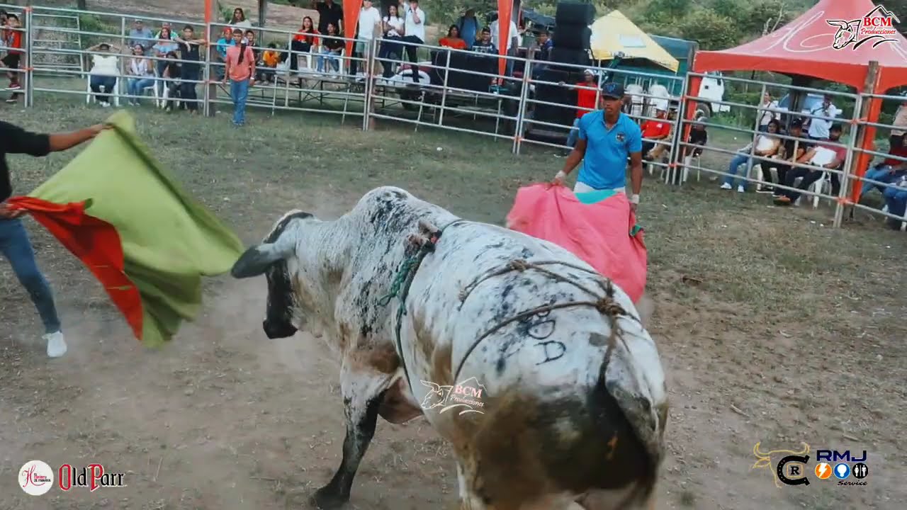 Toros en Fiesta de Año Nuevo en el Jardín Brisas del Río en El Llano de La Cruz de Parita 4-01-26