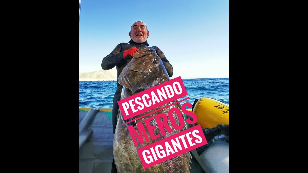 En busca de un MERO GIGANTE.  Pesca Submarina de un PEZ de mas de 50Kg