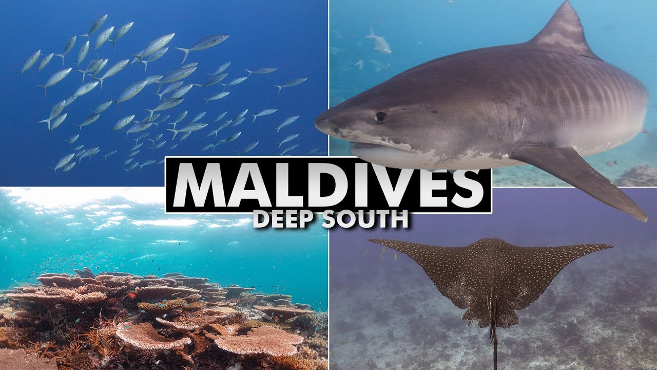 Diving the Maldives: Deep South [4k]