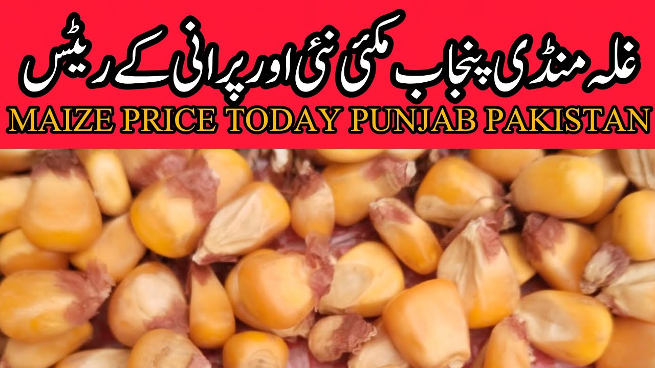 MAIZE RATE TODAY OKARA MANDI PUNJAB PAKISTAN 28.01.2026
