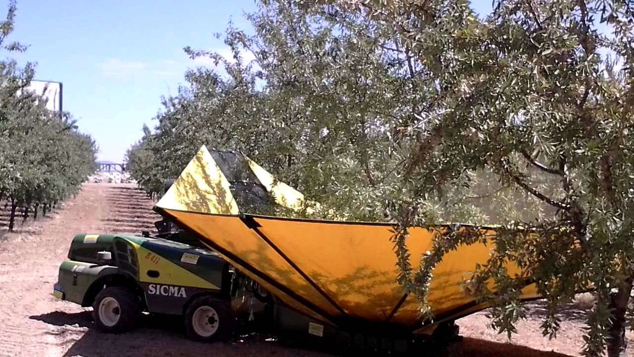 SICMA B-411 CON PARAGUAS EN ALMENDROS.