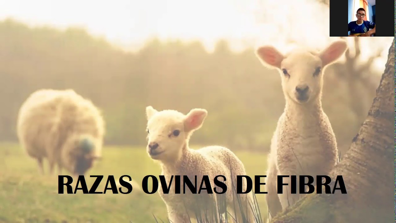 PRINCIPALES RAZAS CAPRINAS Y OVINAS PRODUCTORAS DE FIBRA Y PIEL/GENERALIDADES-GRUPO 4