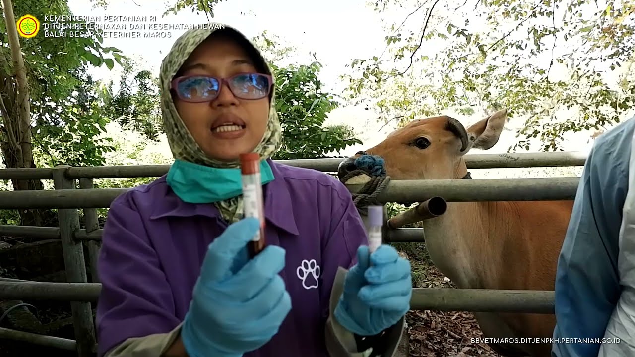 BBVet Maros - Pengambilan spesimen/sampel pada sapi