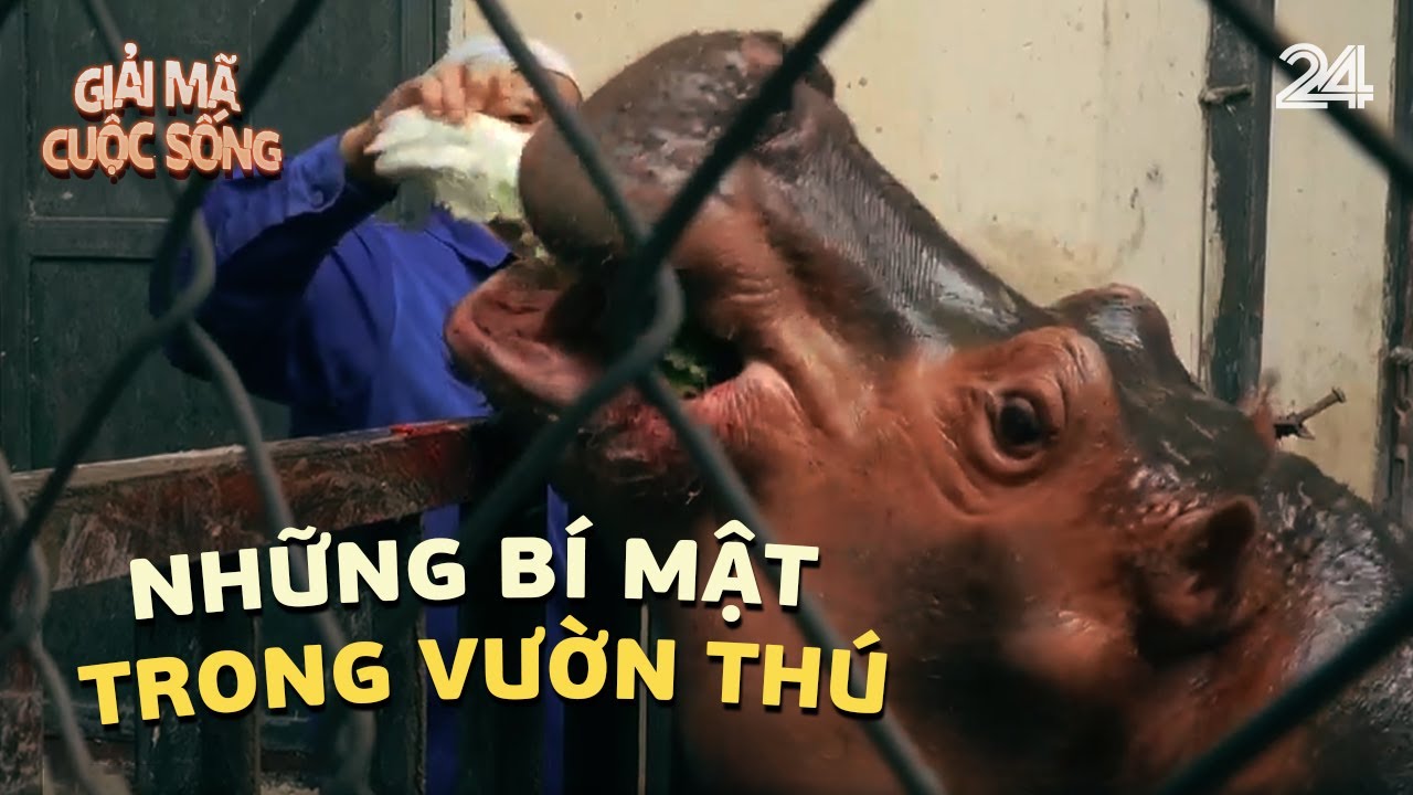 Những bí mật thú vị trong vườn thú Hà Nội | VTV24