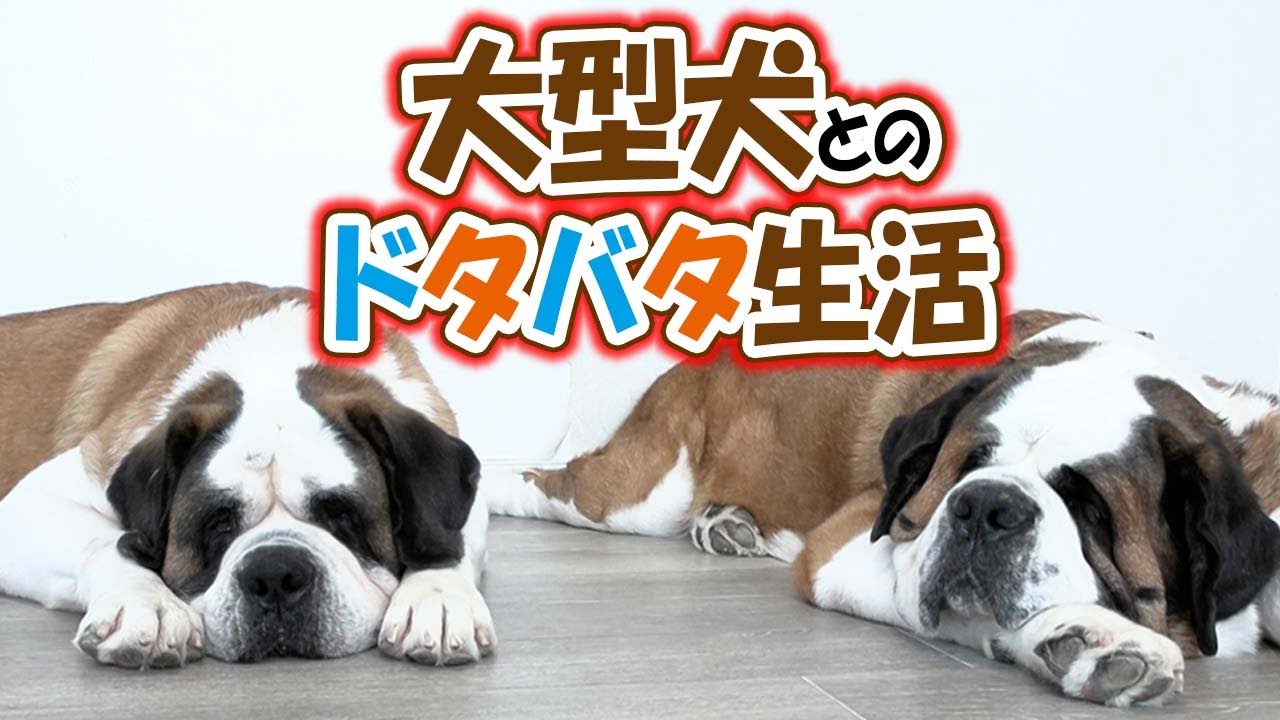 大型犬との幸せなハチャメチャライフ