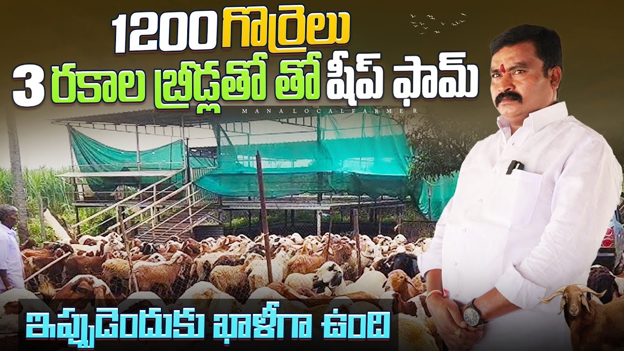 Sheep farming in telanagana | 1200+ Animals Sheep farm | Wooden Eleveted Sheep Farm