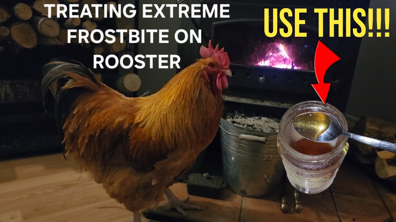 LIVING with 2 ROOSTERS Is Not Easy! | Treating  Frostbite | Homestead Vlog Ep.3