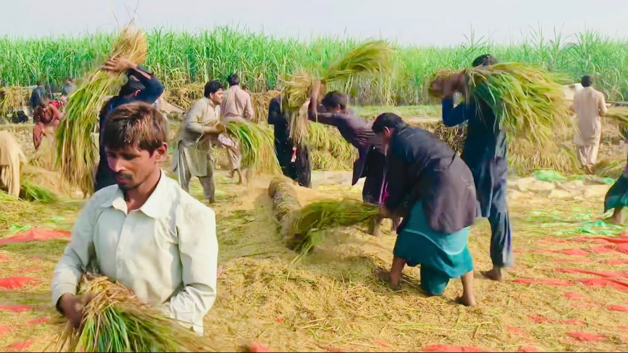 Dhaan ka fasul kataae 
