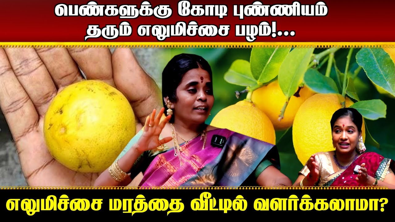 பெண்களுக்கு கோடி புண்ணியம் தரும் எலுமிச்சை பழம் | #aanmeegaula #lemon