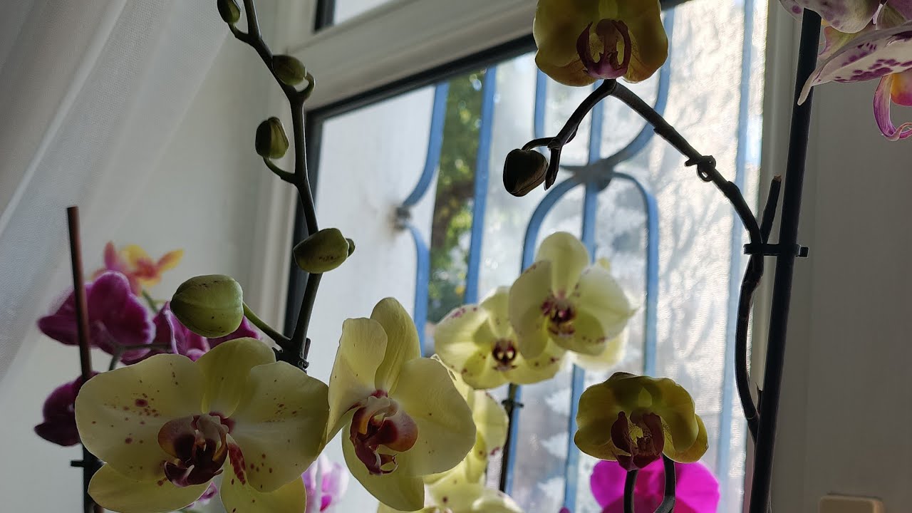 Orkide sulama gübreleme ve gelişimleri 