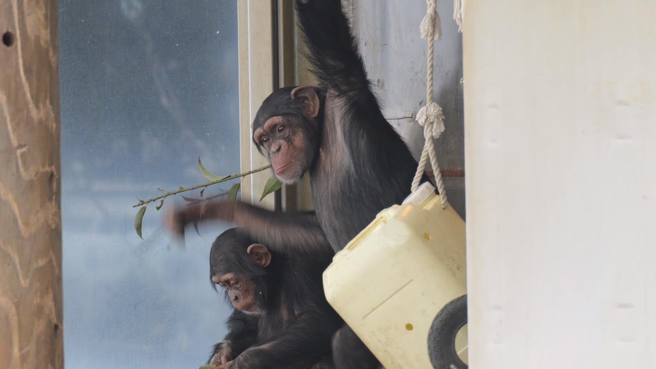 イタズラはなくならないのは致し方ない、チンプっ子だから　多摩動物公園　チンパンジー　202602