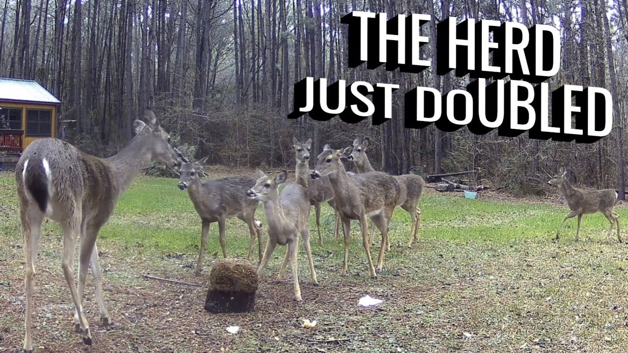 Deer Crowd Grows at the Acorn Spot #nature #wildlife
