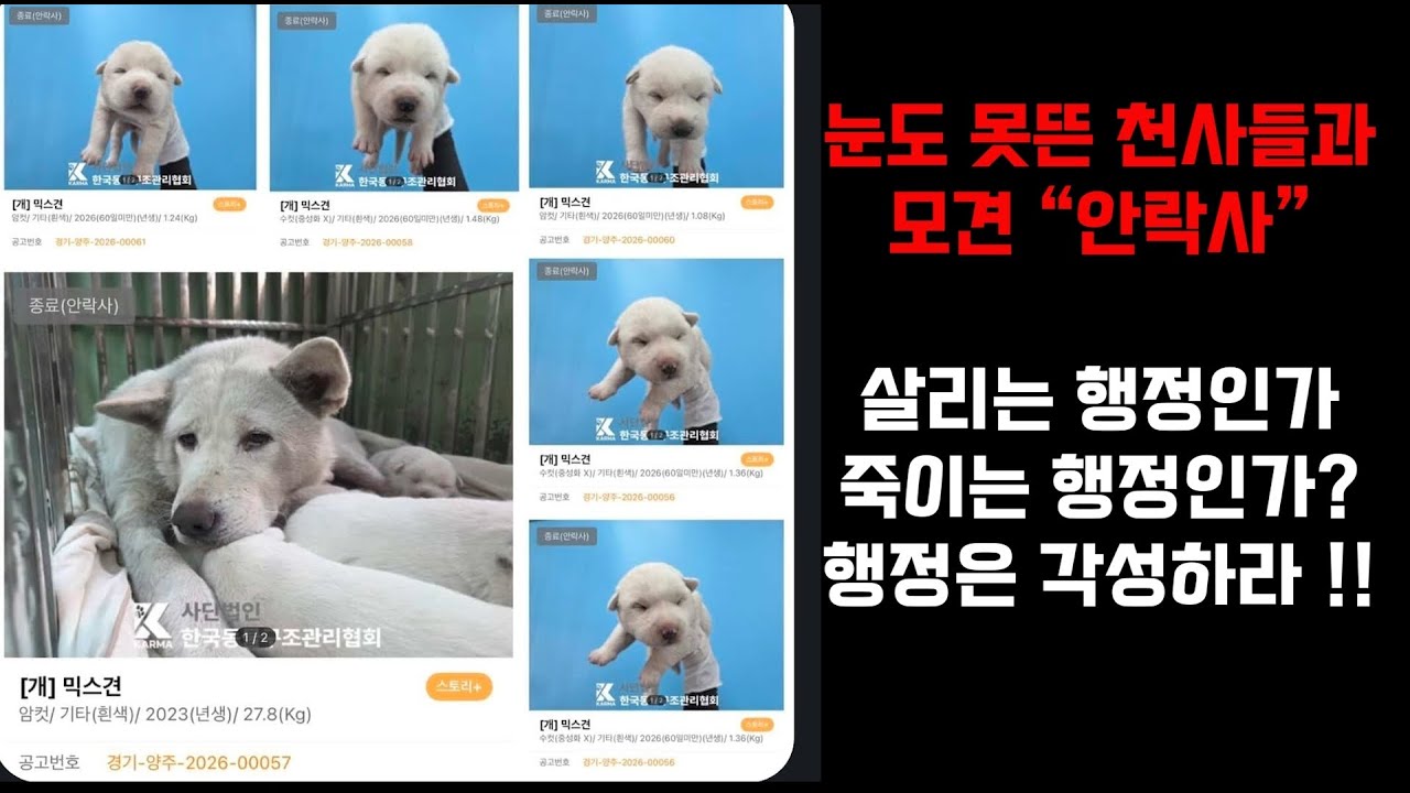 눈도 못뜬 꼬물이들과 모견이 왜 안락사로 죽어야 하는가? / 행정은 각성하라 !! / 26년 3월 18일 저녁 라이브 소통 방송