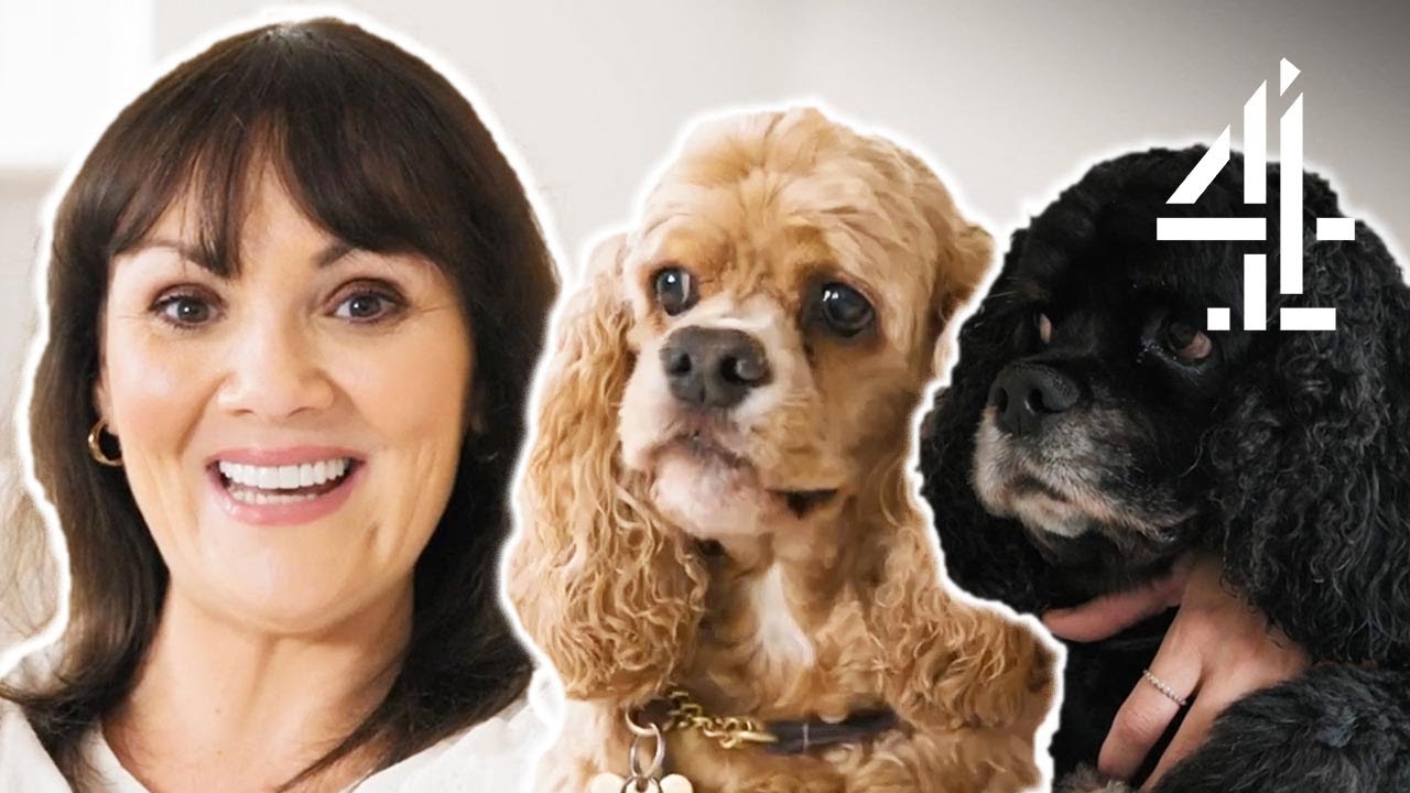 Meet Martine McCutcheon's Mischievous American Spaniels! | Celebrity Snoop Dogs