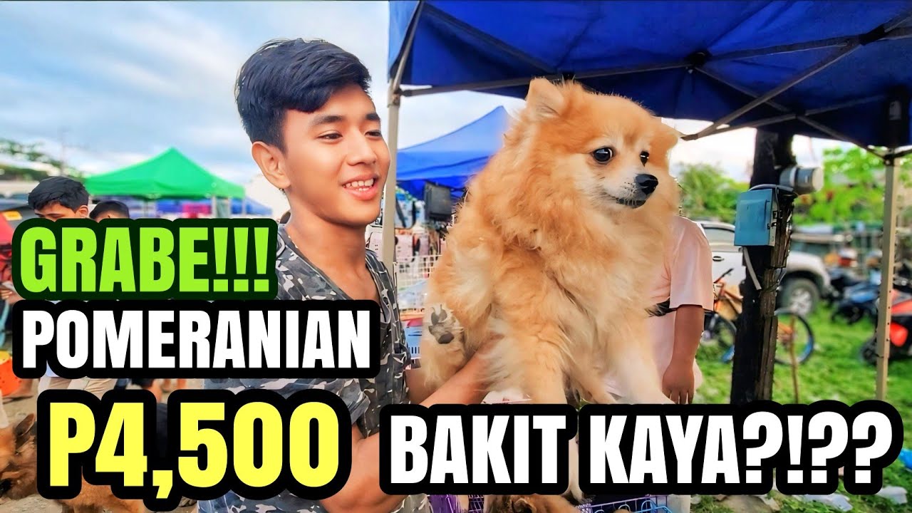 P4,500 LANG MAY POMERANINA KA NA! DAGSA ANG MURANG POMERANIAN | BUDGET PUPPIES SA BOCAUE PET MARKET