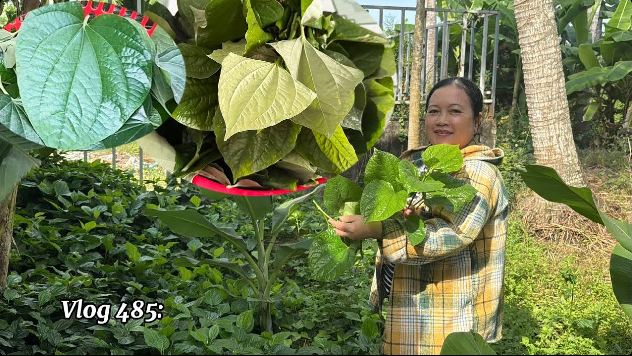 Vlog 485: Về Quê Miền Tây Ra Thăm Vườn, Hái Rau Lá Lốt To Hơn Bàn Tay