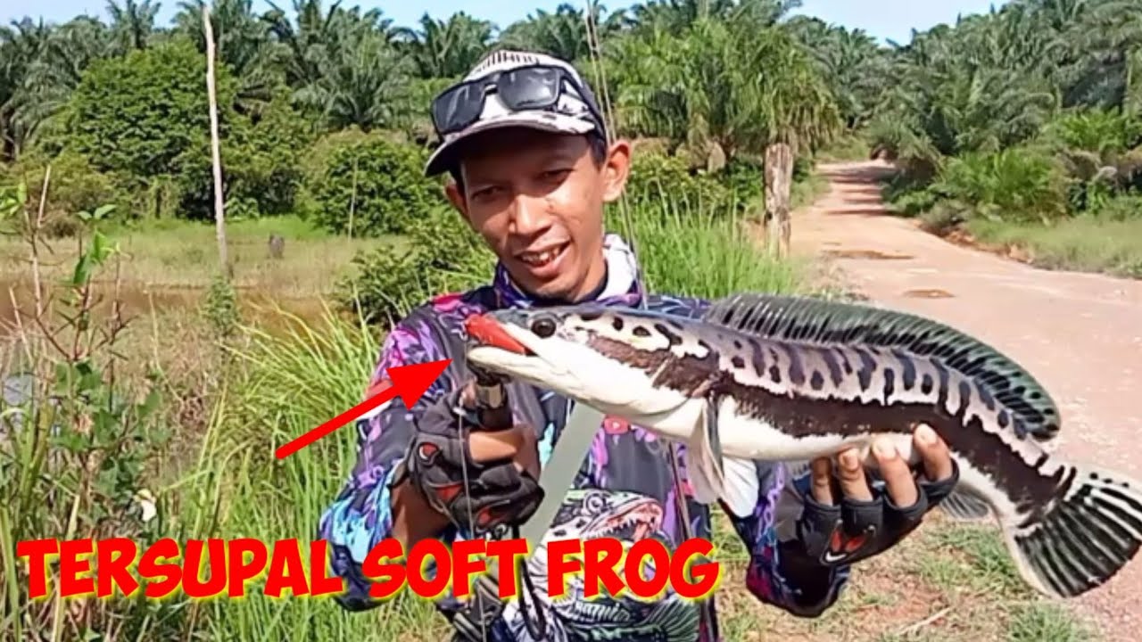 casting toman pakai soft frog, umpan paling jitu di rerumputan