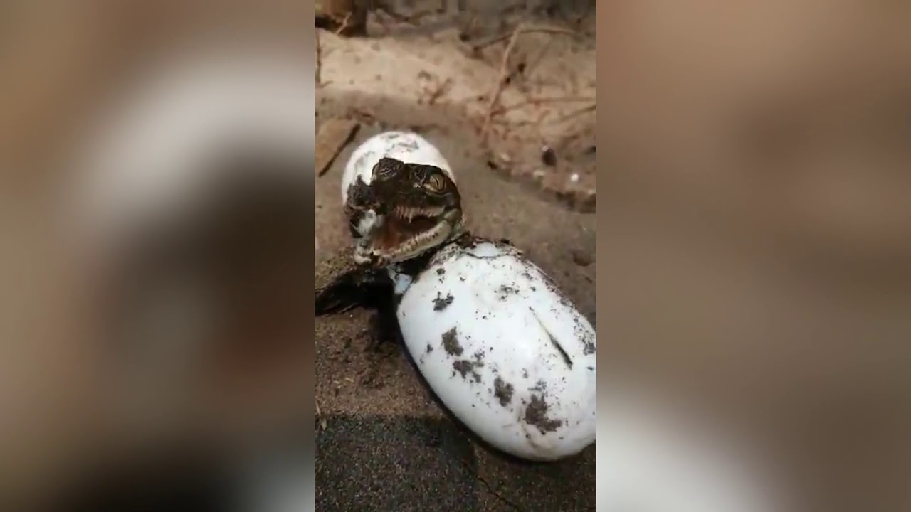 Moment Baby Crocodiles Squeak For Mum While Hatching