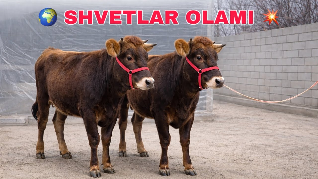 Qirg'iziston Shvet ham Dam Oldi 🥇 || Bunaqasi Kam Shoshiling 🔥
