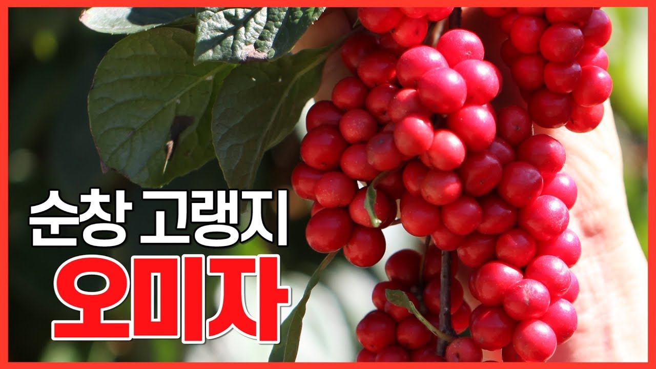 해발 350미터 고랭지에서 재배되는 순창 오미자