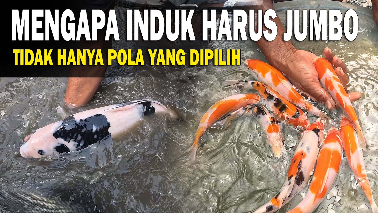 TIDAK HANYA POLA SAJA YANG DIPILIH DALAM SELEKSI IKAN KOI