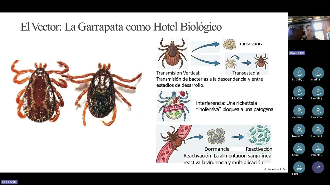 Actualización de rickettsiosis y leptospirosis en contexto de inundación 2026 - Provincia de Salta