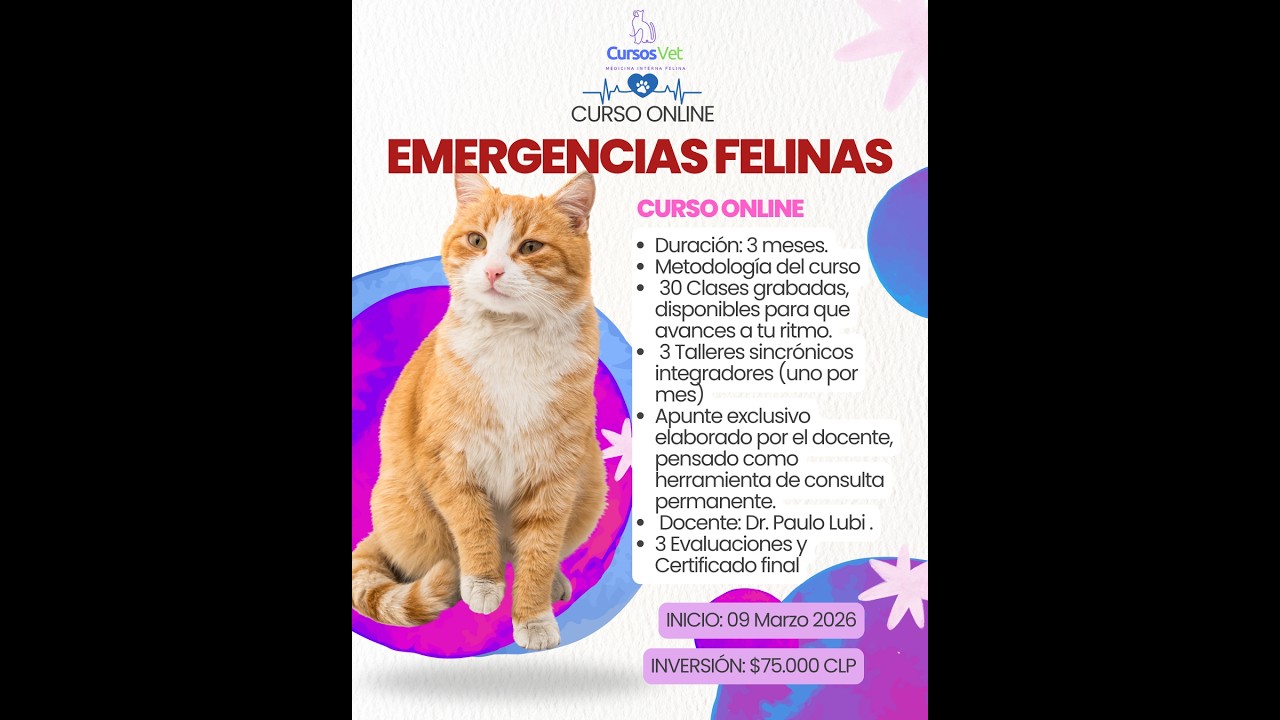 Soporte Vital Básico (SVB) en gatos | Curso Emergencias Felinas – Dr. Paulo Lubi